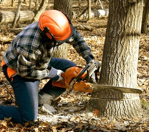 Tree Removal in Redgranite, WI